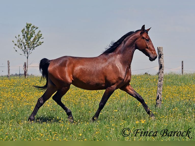PRE Mix Stute 5 Jahre 162 cm Brauner in Wiebelsheim