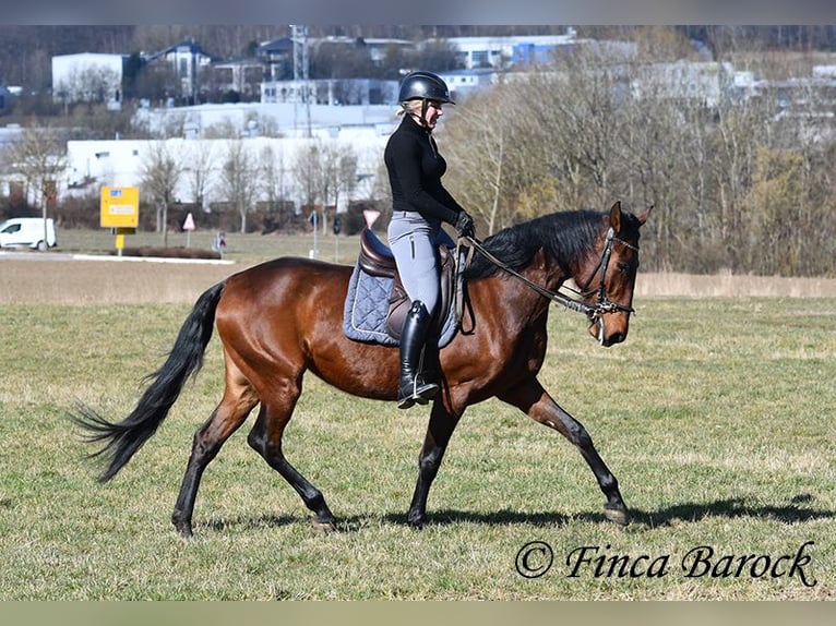 PRE Stute 5 Jahre 162 cm Brauner in Wiebelsheim