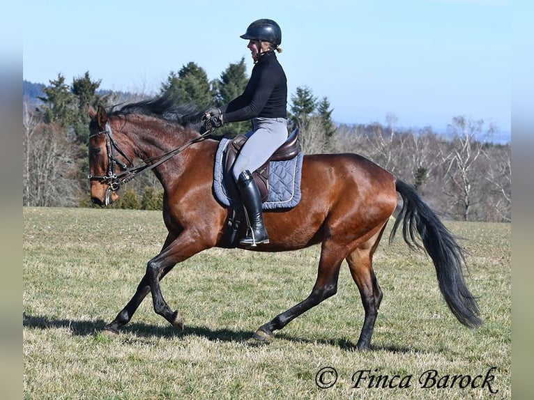 PRE Stute 5 Jahre 162 cm Brauner in Wiebelsheim