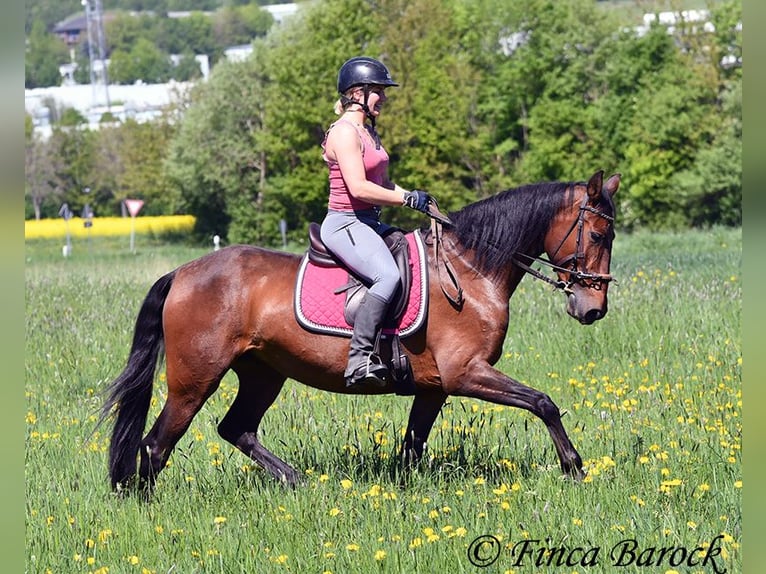 PRE Stute 5 Jahre 162 cm Brauner in Wiebelsheim
