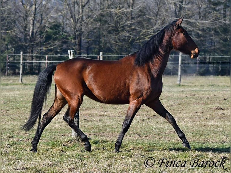 PRE Stute 5 Jahre 162 cm Brauner in Wiebelsheim