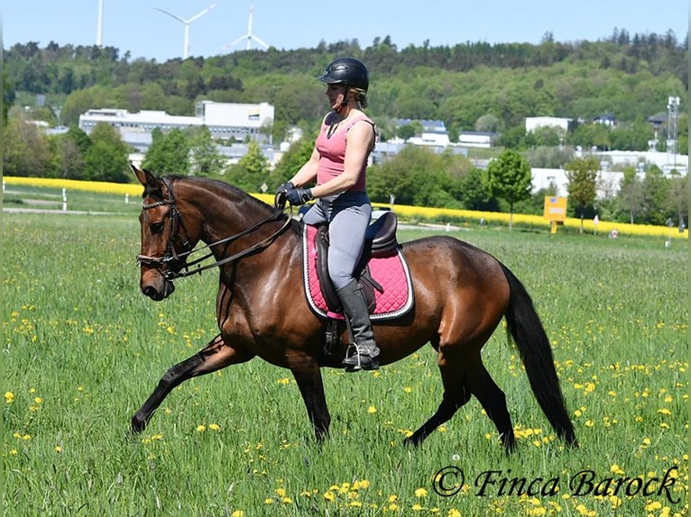 PRE Stute 5 Jahre 162 cm Brauner in Wiebelsheim