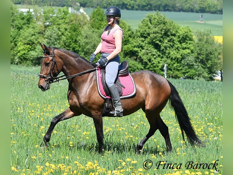 PRE Stute 5 Jahre 162 cm Brauner in Wiebelsheim