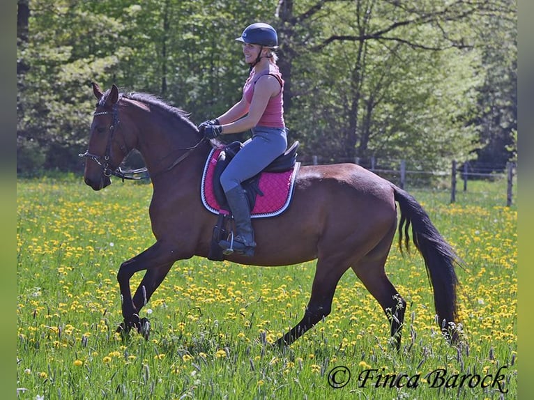 PRE Stute 5 Jahre 162 cm Brauner in Wiebelsheim