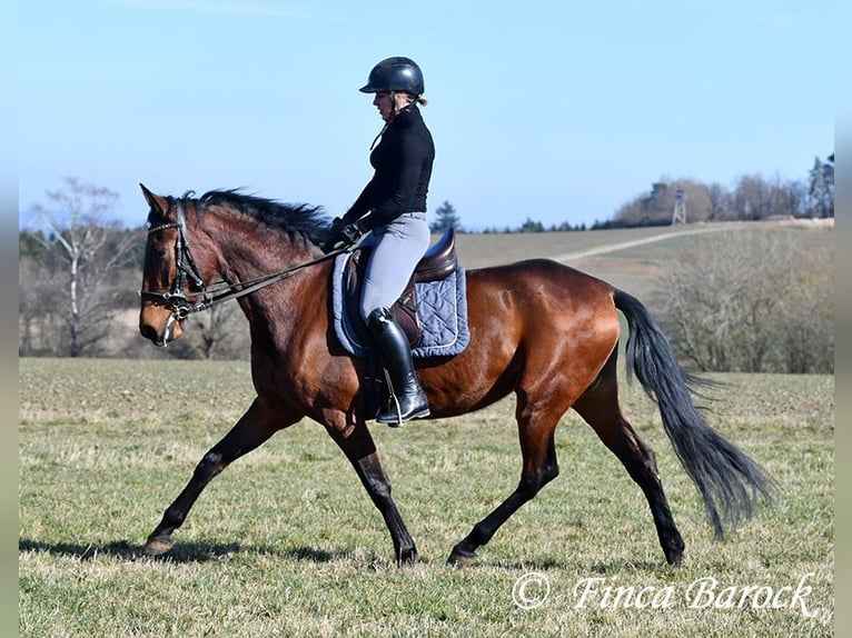 PRE Stute 5 Jahre 162 cm Brauner in Wiebelsheim