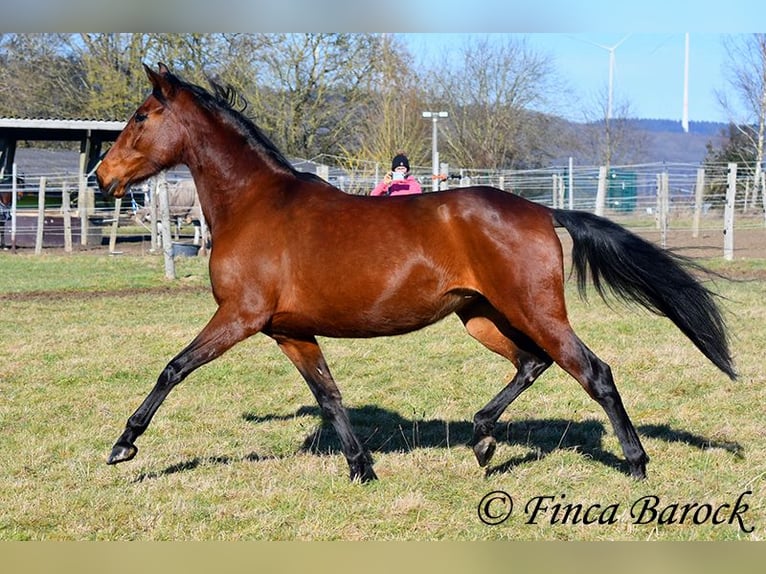 PRE Stute 5 Jahre 162 cm Brauner in Wiebelsheim