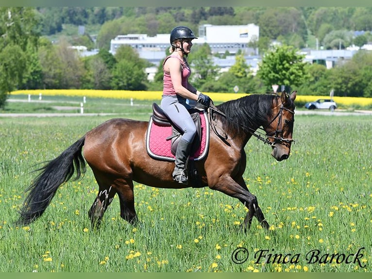 PRE Stute 5 Jahre 162 cm Brauner in Wiebelsheim