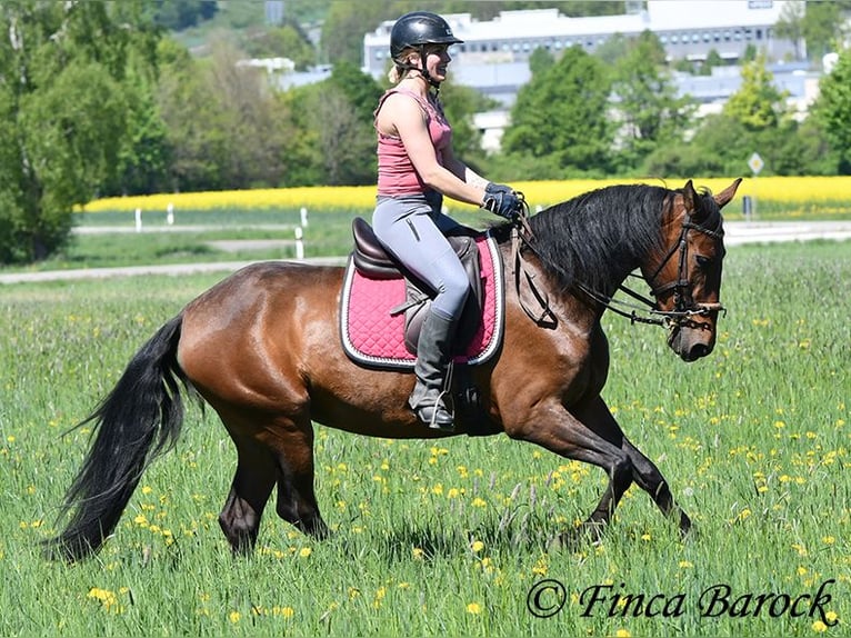 PRE Stute 5 Jahre 162 cm Brauner in Wiebelsheim