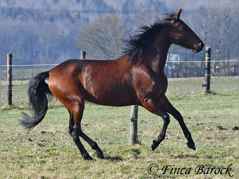 PRE Stute 5 Jahre 162 cm Brauner in Wiebelsheim