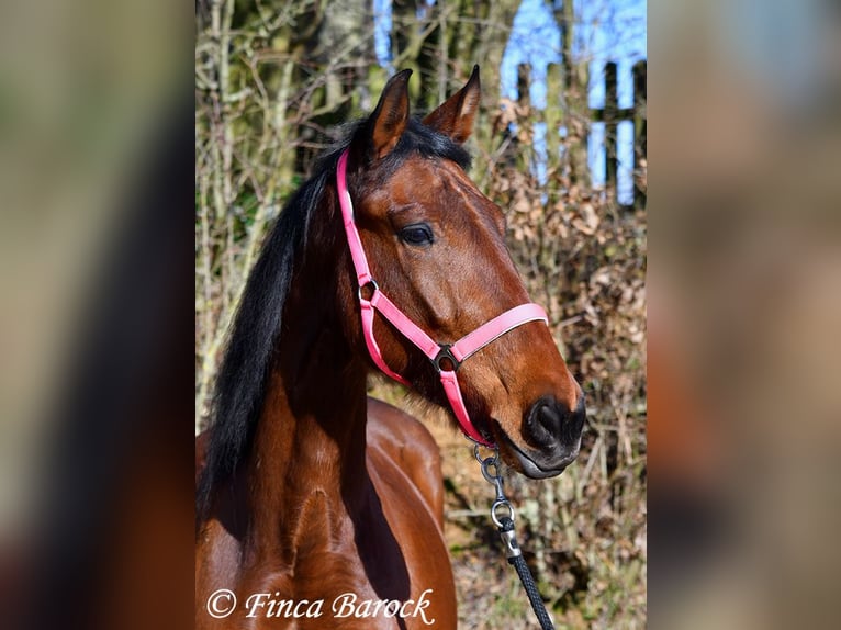 PRE Stute 5 Jahre 162 cm Brauner in Wiebelsheim