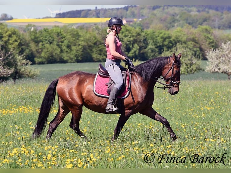 PRE Stute 5 Jahre 162 cm Brauner in Wiebelsheim
