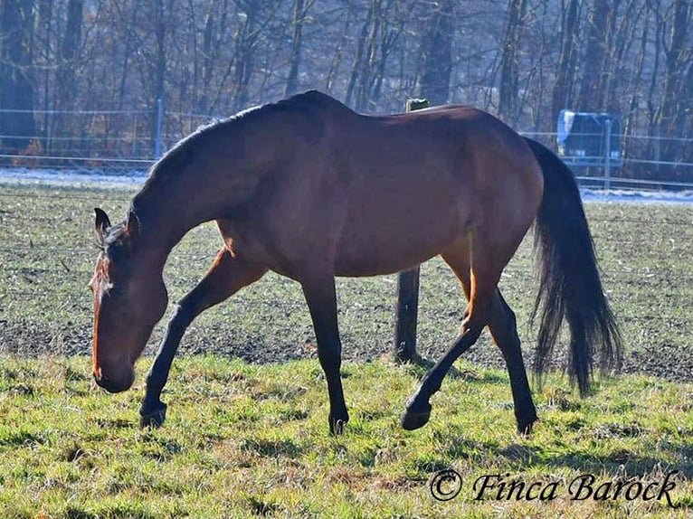 PRE Stute 5 Jahre 162 cm Brauner in Wiebelsheim