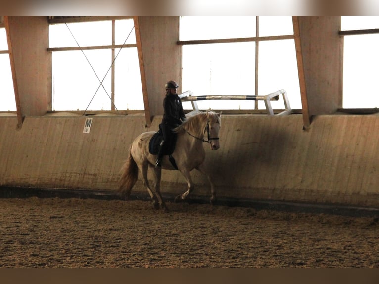 PRE Stute 5 Jahre 162 cm Perlino in Moisburg