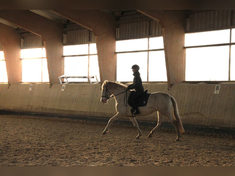 PRE Stute 5 Jahre 162 cm Perlino in Moisburg