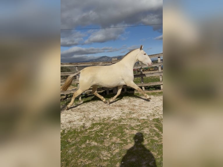 PRE Mix Stute 5 Jahre 162 cm Perlino in Huetor Tajar