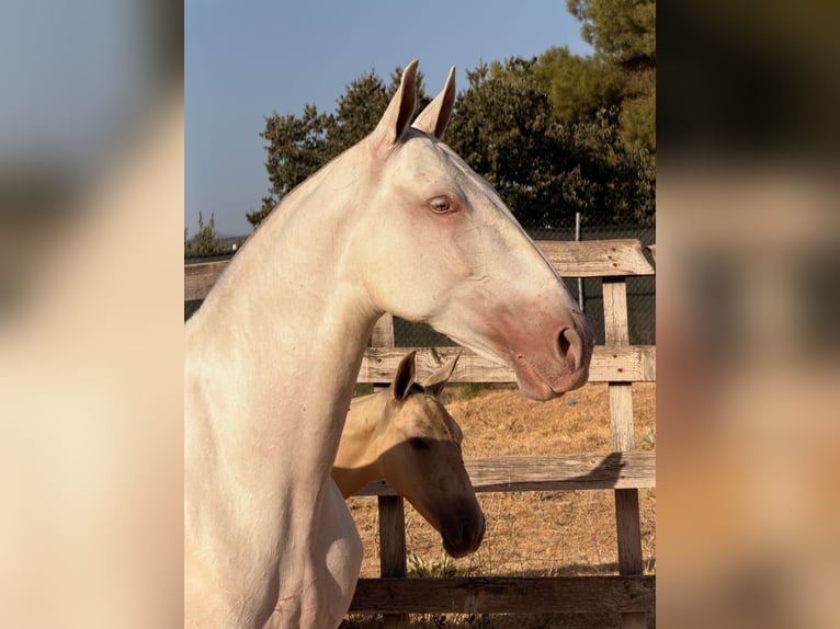 PRE Stute 5 Jahre 162 cm Perlino in Huetor Tajar
