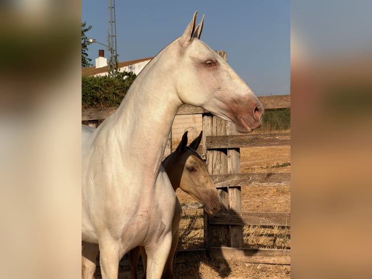 PRE Stute 5 Jahre 162 cm Perlino in Huetor Tajar