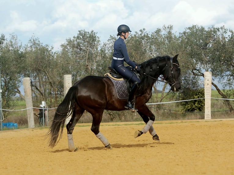 PRE Stute 5 Jahre 162 cm Rappe in Carmona