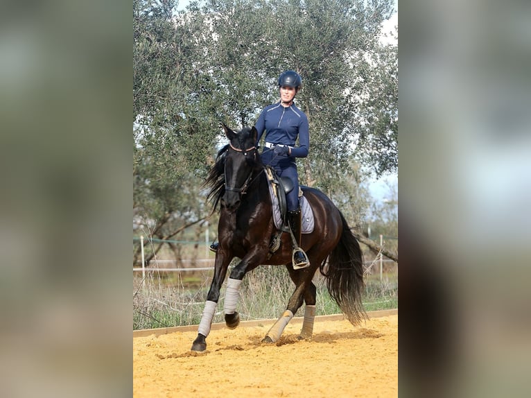 PRE Stute 5 Jahre 162 cm Rappe in Carmona