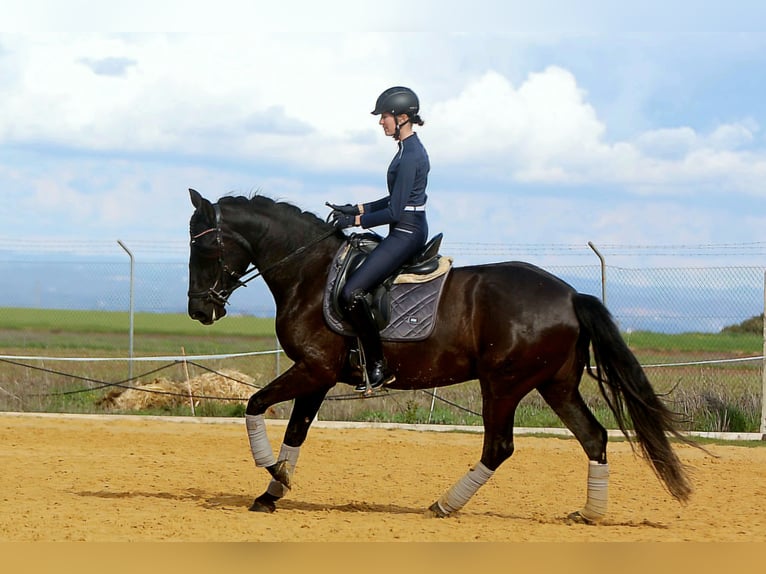 PRE Stute 5 Jahre 162 cm Rappe in Carmona