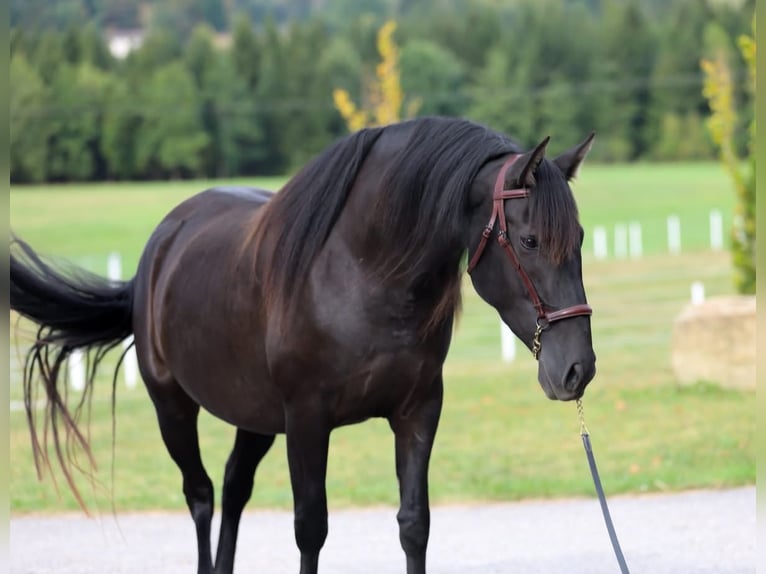 PRE Mix Stute 5 Jahre 162 cm Rappe in Freidorf
