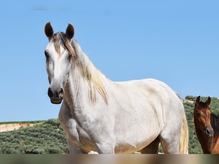PRE Stute 5 Jahre 162 cm Schimmel in Provinz Cordoba