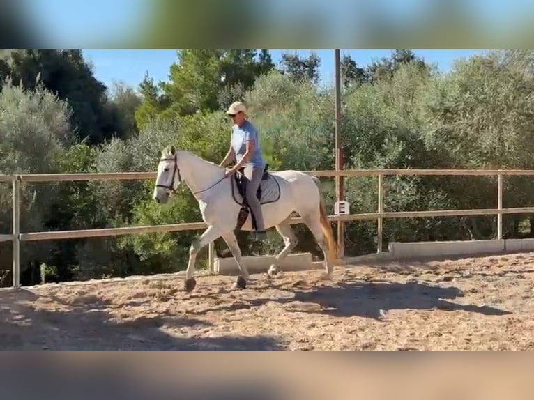 PRE Mix Stute 5 Jahre 162 cm Schimmel in Felanitx