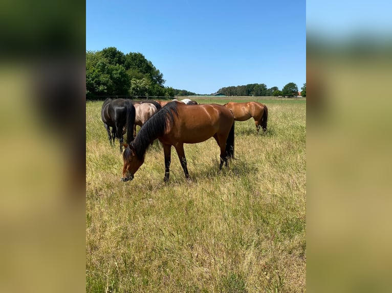 PRE Mix Stute 5 Jahre 163 cm Brauner in Dörverden