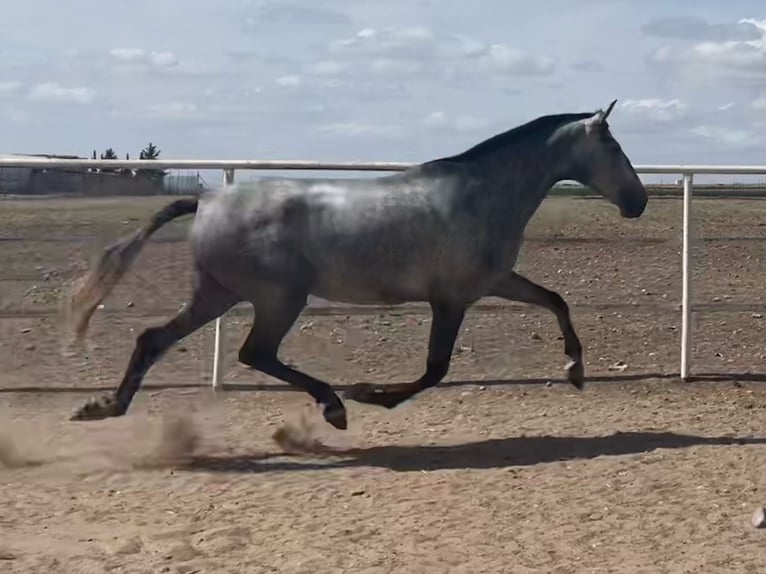 PRE Stute 5 Jahre 163 cm Schimmel in Fuentes De Andalucia