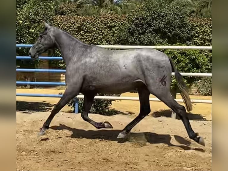 PRE Stute 5 Jahre 163 cm Schimmel in Fuentes De Andalucia