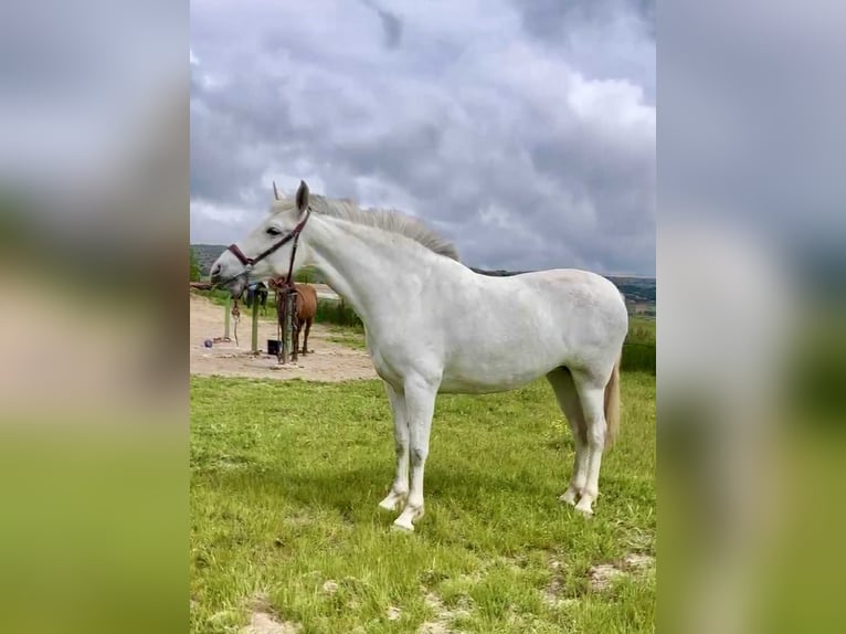 PRE Stute 5 Jahre 163 cm Schimmel in Galaroza (Huelva)