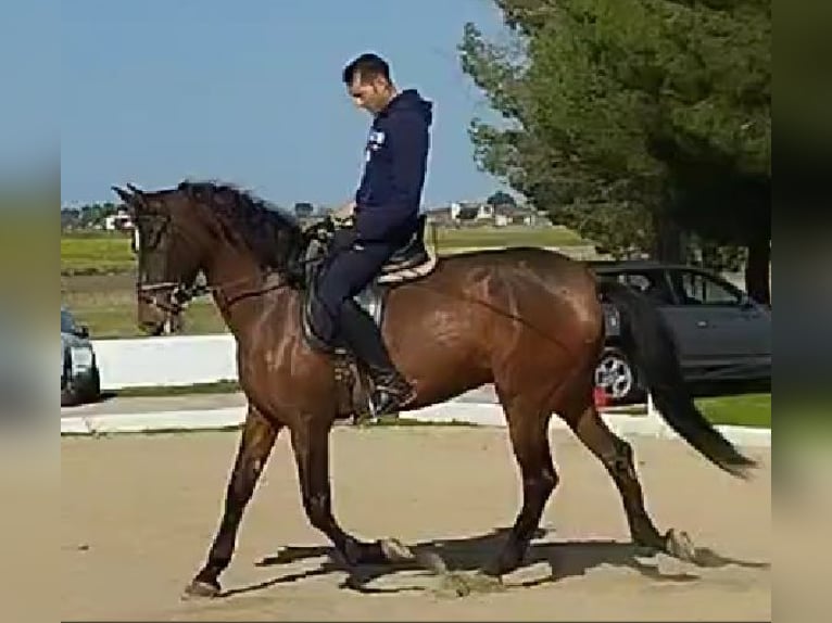 PRE Mix Stute 5 Jahre 164 cm Dunkelfuchs in Caceres