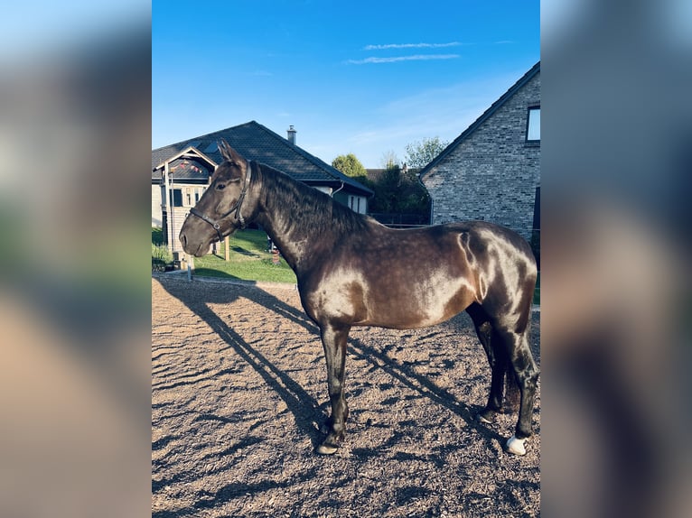 PRE Stute 5 Jahre 164 cm Rappe in Ostenfeld