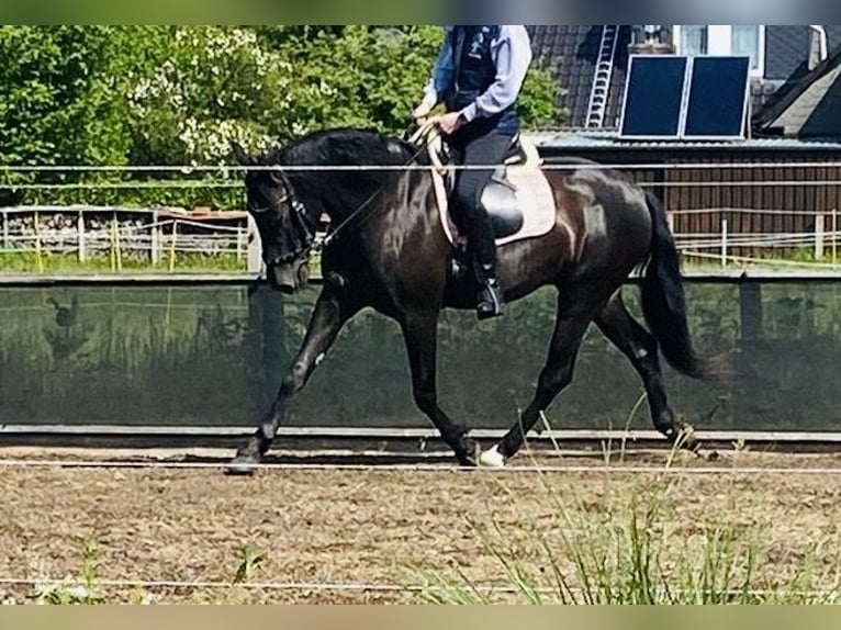 PRE Stute 5 Jahre 164 cm Rappe in Ostenfeld