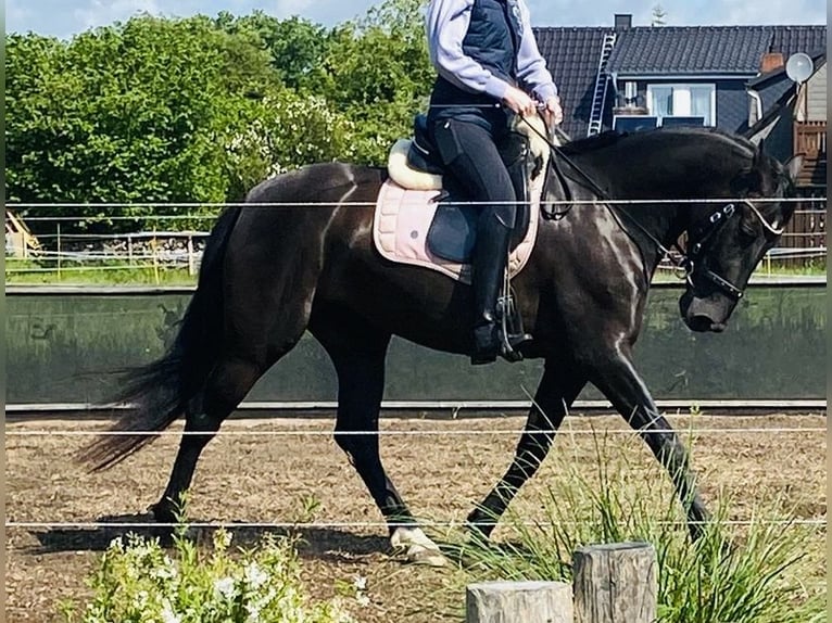 PRE Stute 5 Jahre 164 cm Rappe in Ostenfeld