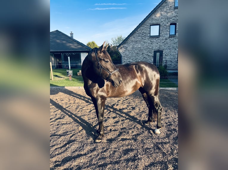 PRE Stute 5 Jahre 164 cm Rappe in Ostenfeld