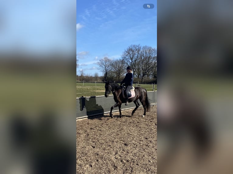 PRE Stute 5 Jahre 164 cm Rappe in Wittbek PRE Stute 5 Jahre 164 cm Rappe in Wittbek