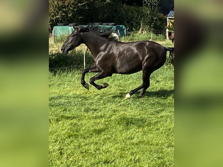 PRE Stute 5 Jahre 164 cm Rappe in Wittbek PRE Stute 5 Jahre 164 cm Rappe in Wittbek