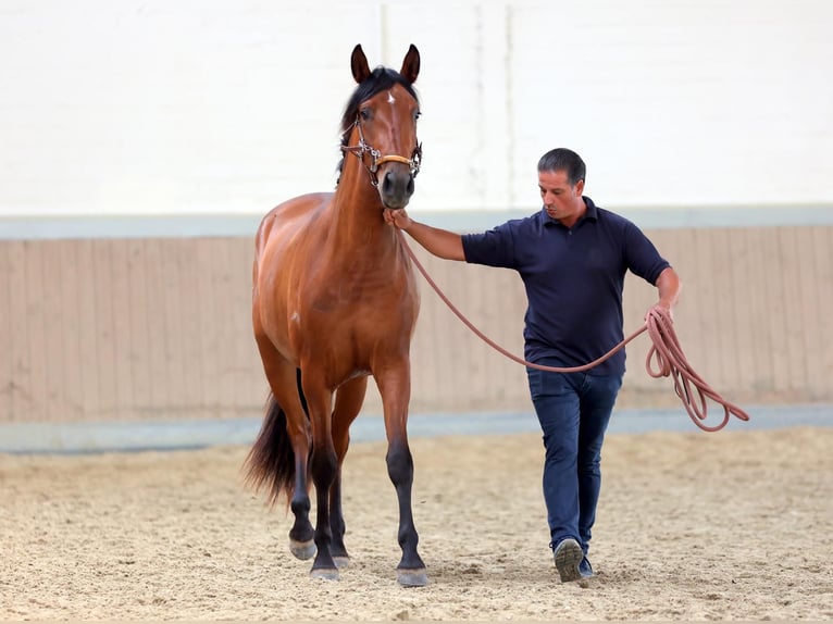 PRE Mix Stute 5 Jahre 165 cm Brauner in Brilon