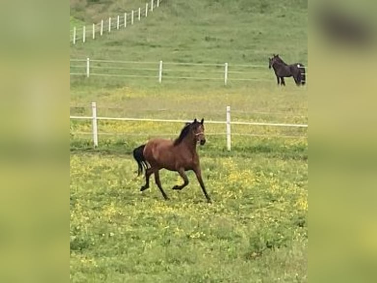 PRE Mix Stute 5 Jahre 165 cm Brauner in Brilon