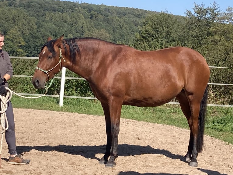 PRE Mix Stute 5 Jahre 165 cm Brauner in Brilon