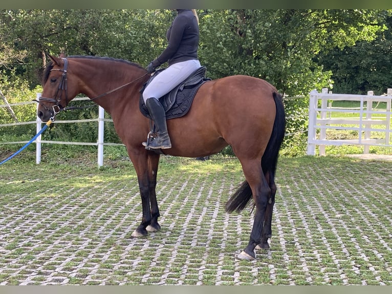 PRE Mix Stute 5 Jahre 165 cm Brauner in Brilon