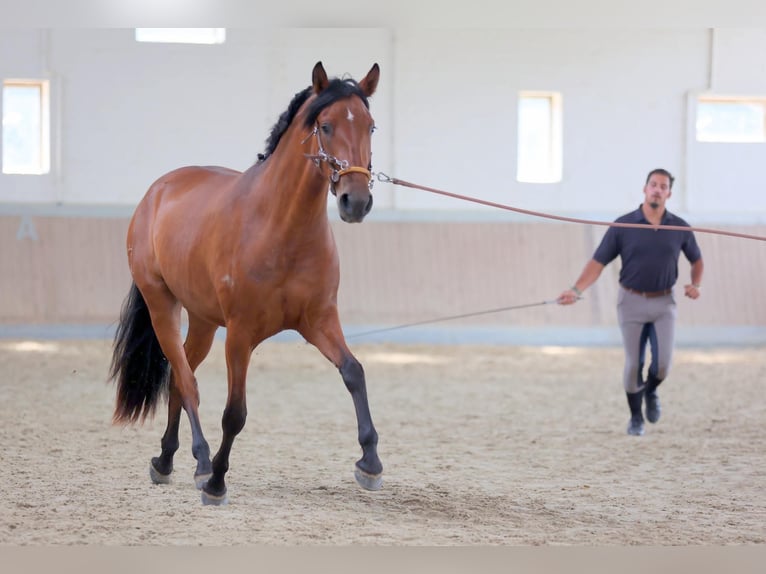 PRE Mix Stute 5 Jahre 165 cm Brauner in Brilon
