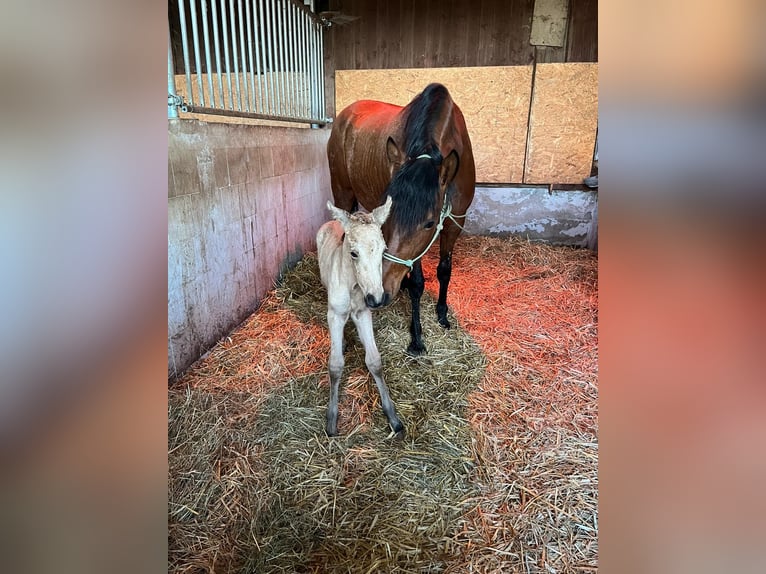 PRE Mix Stute 5 Jahre 165 cm Brauner in Brilon