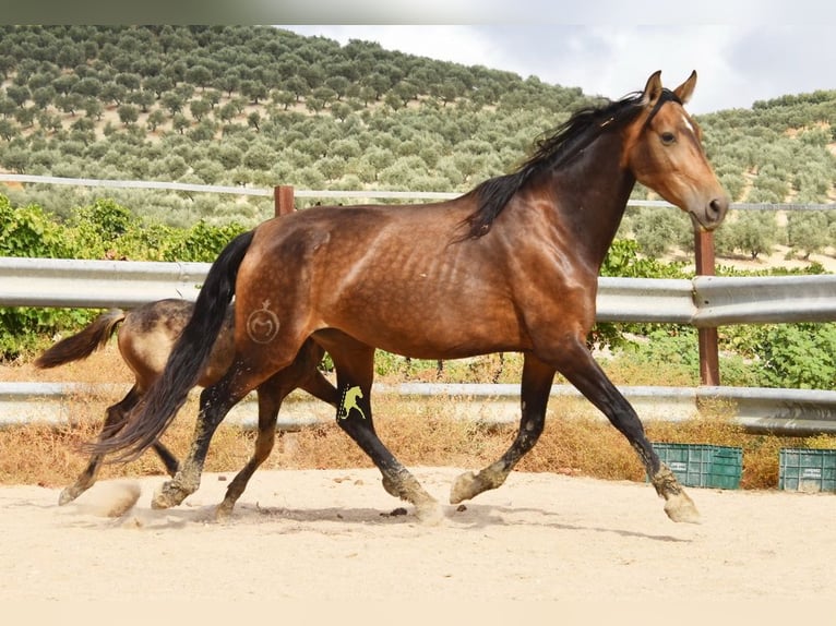 PRE Stute 5 Jahre 165 cm Falbe in Provinz Cordoba