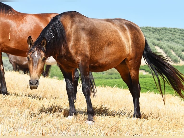 PRE Stute 5 Jahre 165 cm Falbe in Provinz Cordoba