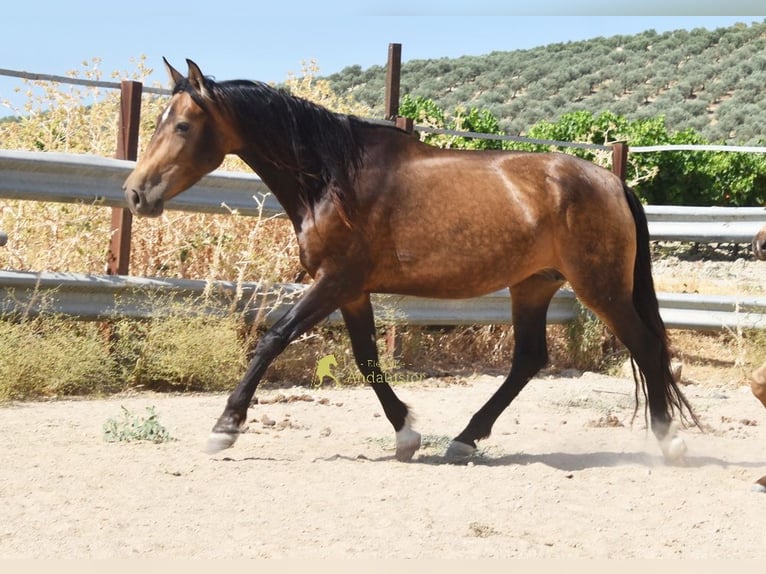 PRE Stute 5 Jahre 165 cm Falbe in Provinz Cordoba