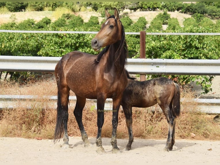 PRE Stute 5 Jahre 165 cm Falbe in Provinz Cordoba