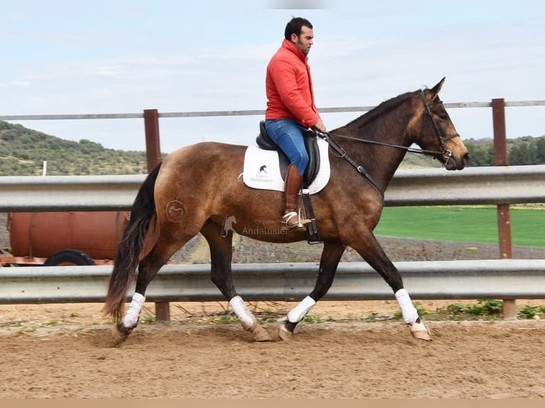 PRE Stute 5 Jahre 165 cm Falbe in Provinz Cordoba