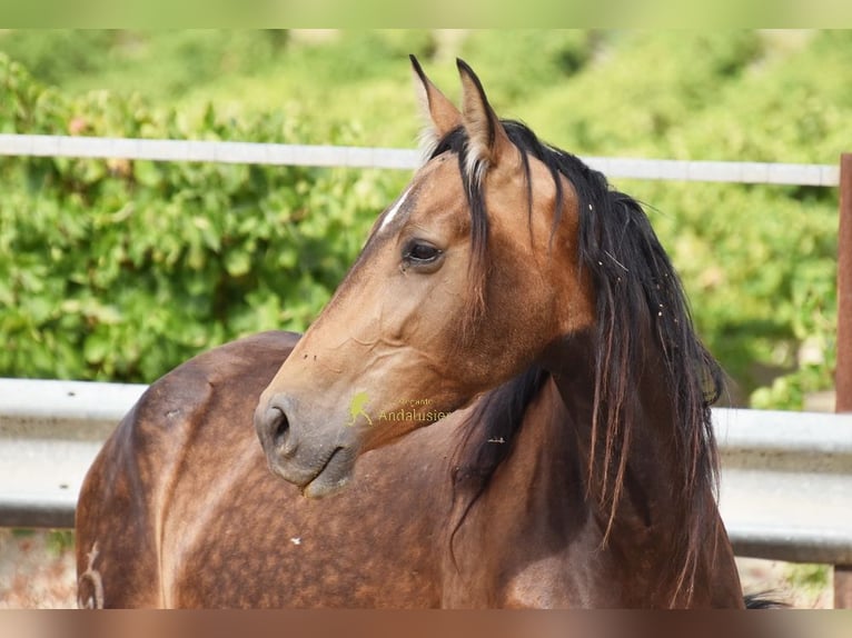 PRE Stute 5 Jahre 165 cm Falbe in Provinz Cordoba